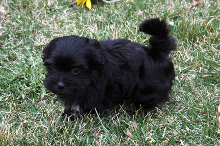 havanese-puppy-in-utah